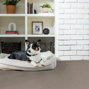 Pet friendly carpet | SP Floors & Design Center